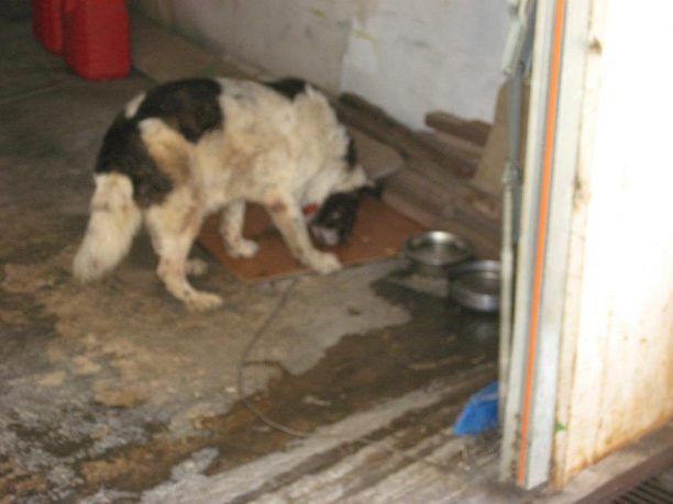 Χολαργός: Άφησαν τον σκύλο χωρίς φαγητό και νερό για να πεθάνει επειδή γέρασε!
